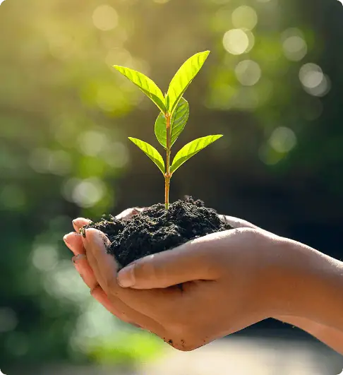 Hands holding a small seedling symbolizing growth and sustainability.